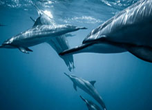 【欧洲杯】潘德夫一度追平 奥地利3比1胜北马其顿